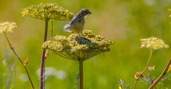 Biodiversité : comprendre son importance et comment la protéger