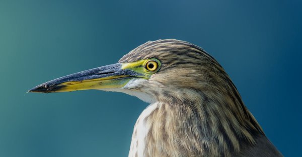 Le rôle de l'office français de la biodiversité dans la protection des écosystèmes