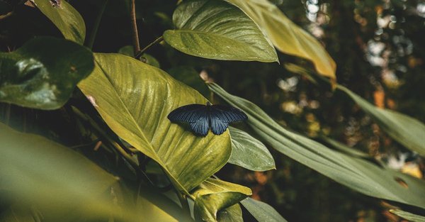 En savoir plus sur la transition écologique et de la cohésion des territoires